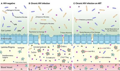 Circulating LPS and (1→3)-β-D-Glucan: A Folie à Deux Contributing to HIV-Associated Immune Activation